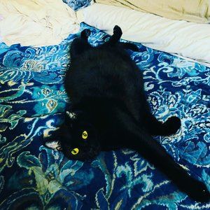 Custom Listing for krin716